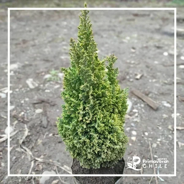 Pino Dorado Elwoodii Gold (Chamaecyparis lawsoniana 'Ellwood's Gold')&nbsp;