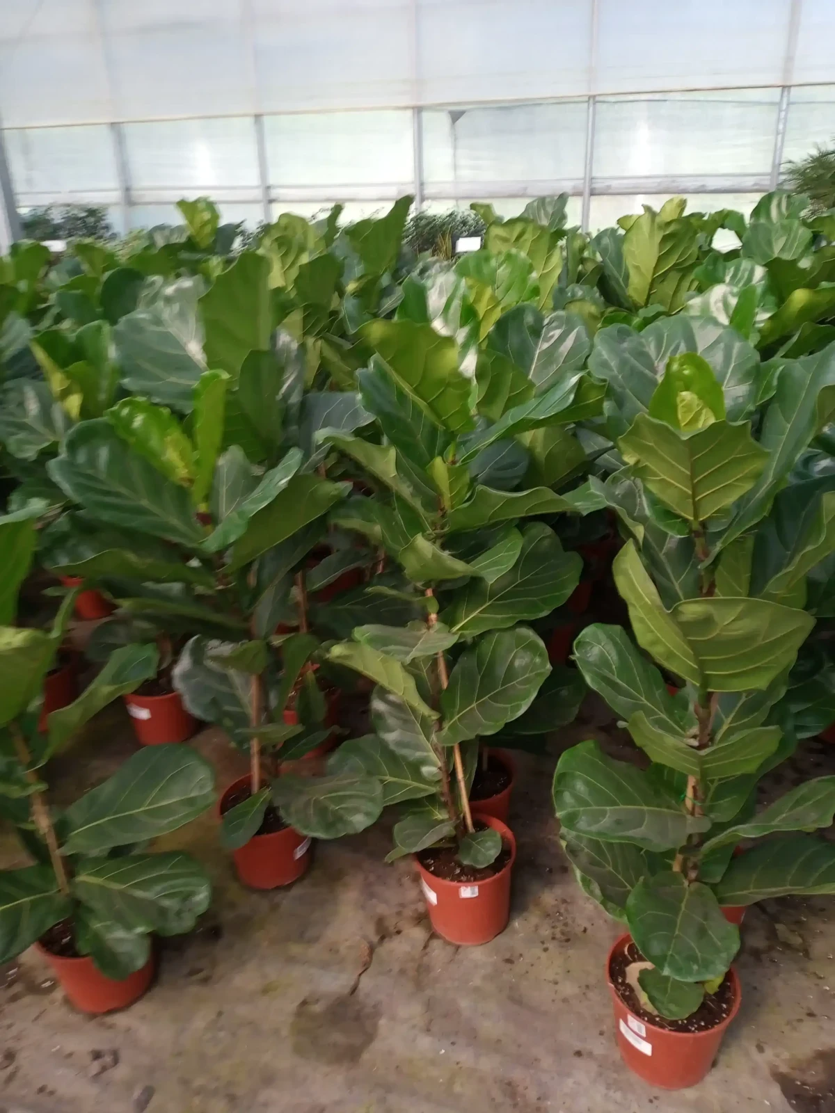 Ficus Pandurata 