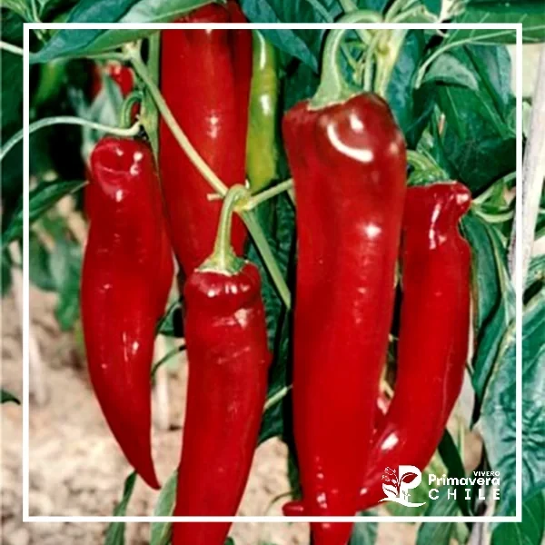 Semillas Ají Rojo Cacho de Cabra