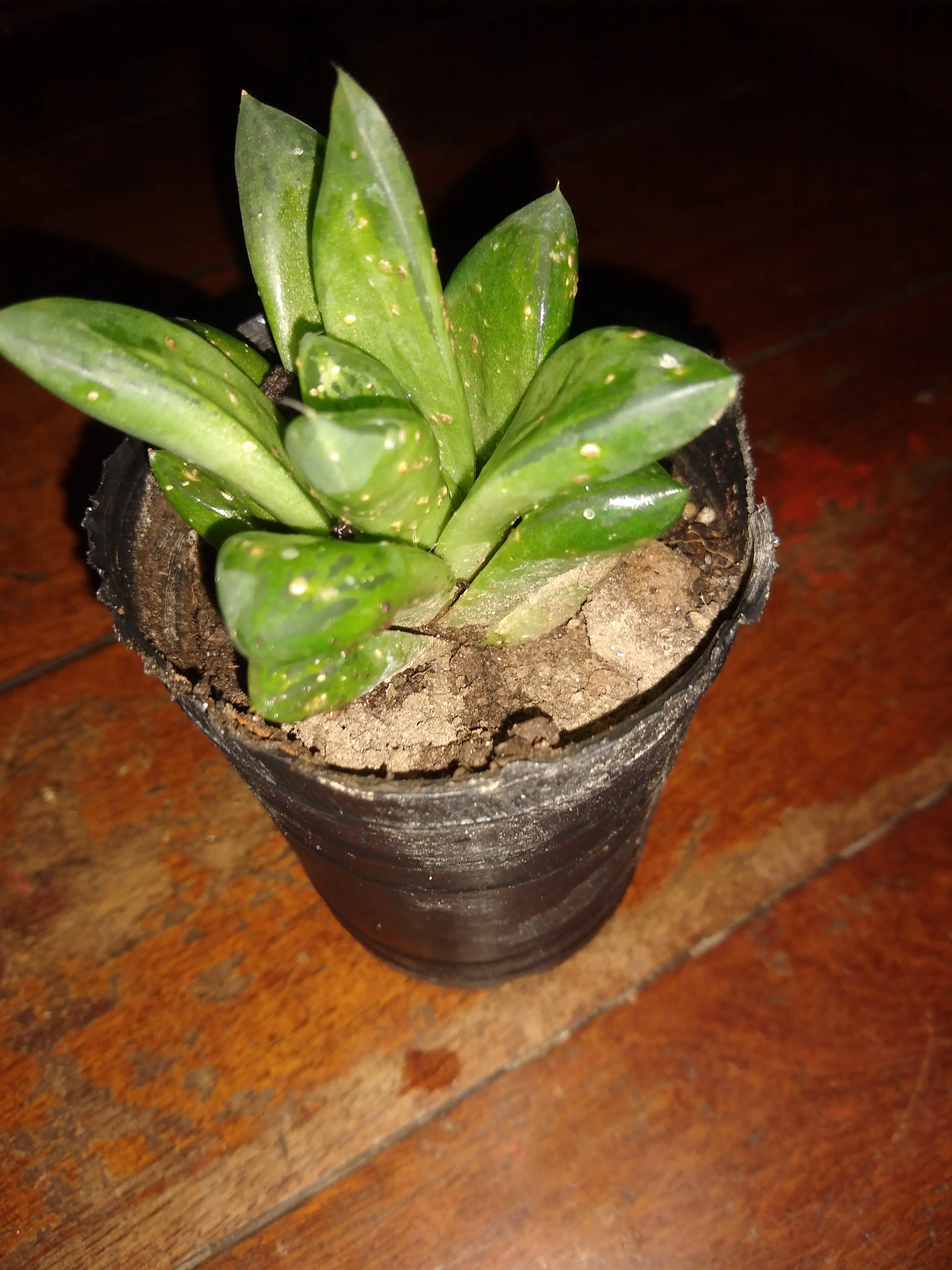 Haworthia Retusa.