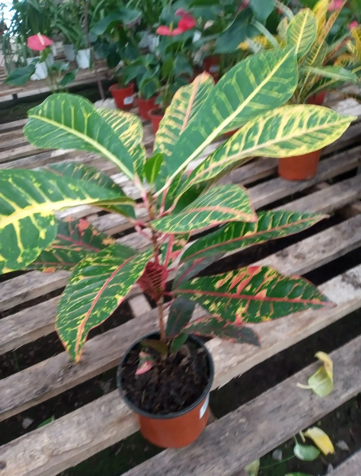 Croton Petra 2