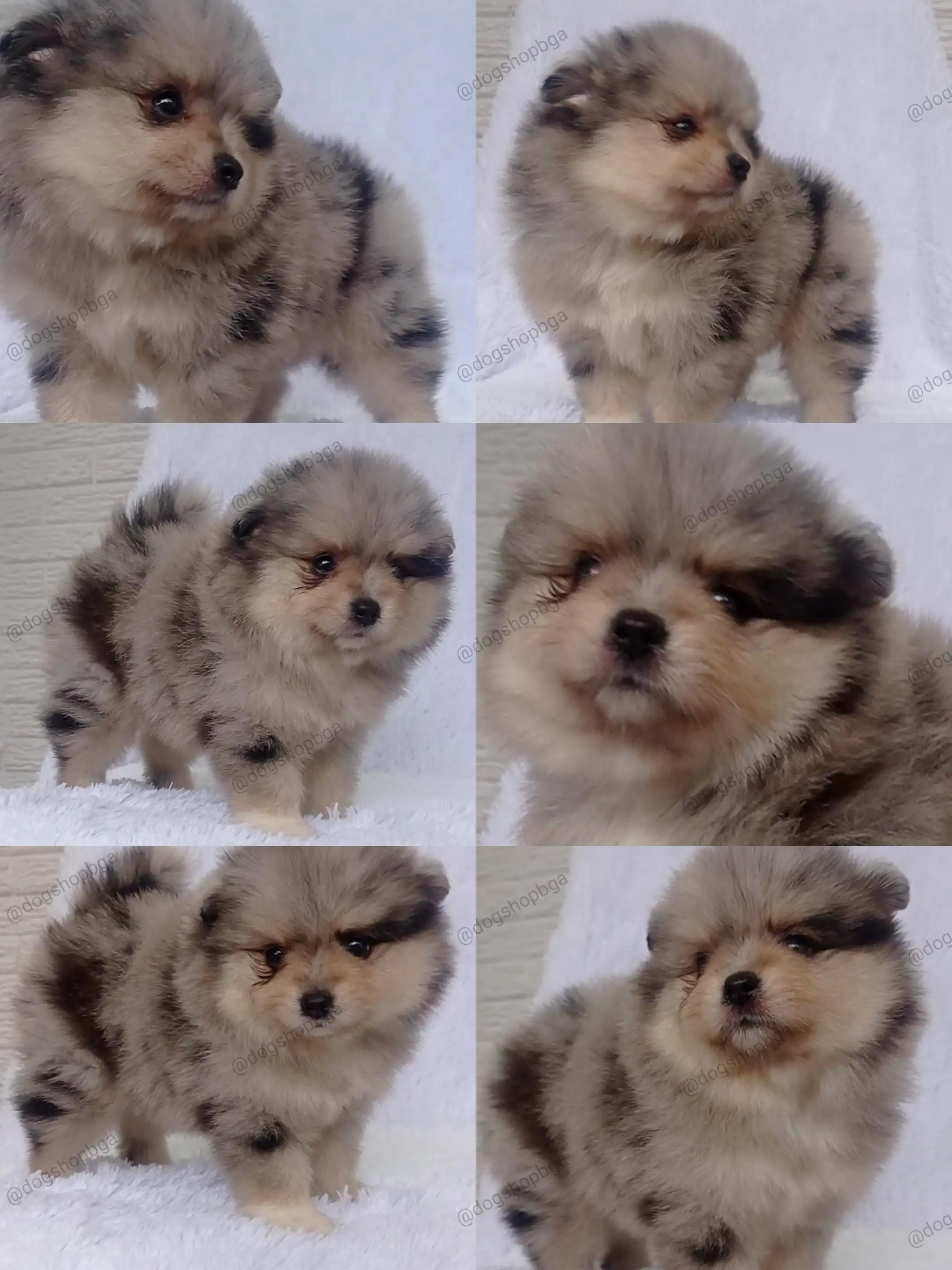 POMERANIA MACHO 💙