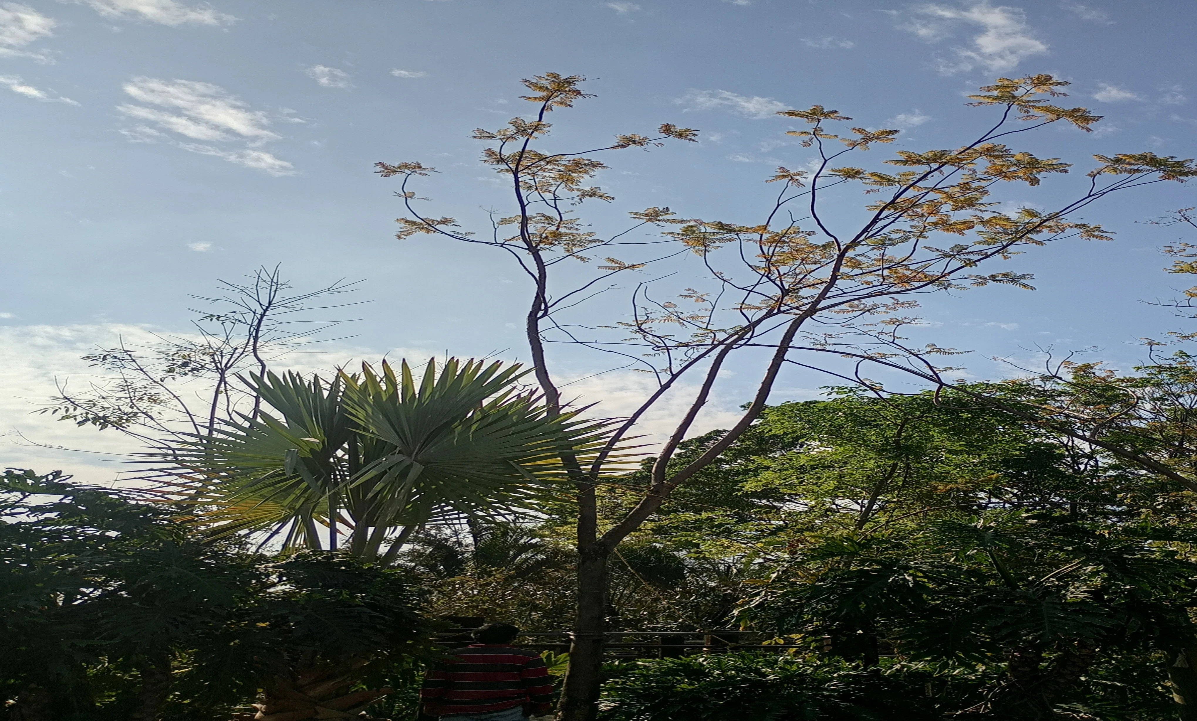 Jacaranda2