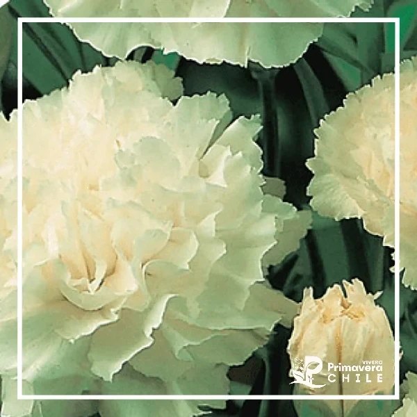 Semillas Clavel Gigante Blanco