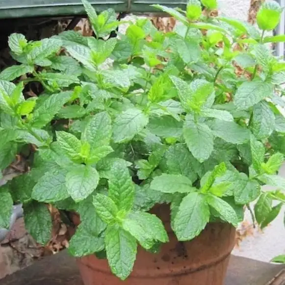 Menta