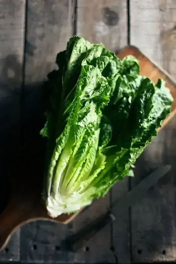 LECHUGA ROMANA