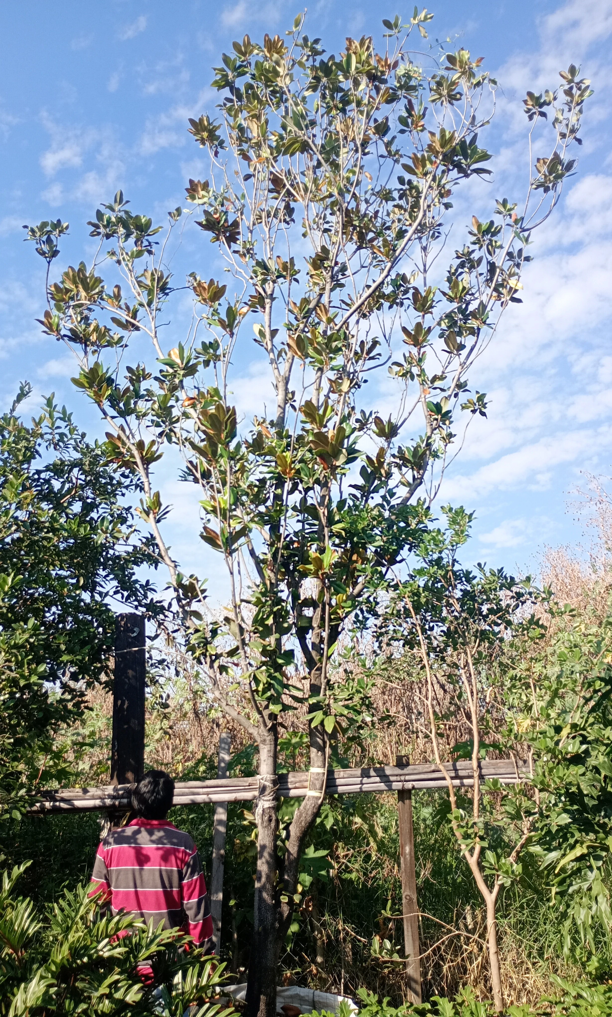 Magnolia2