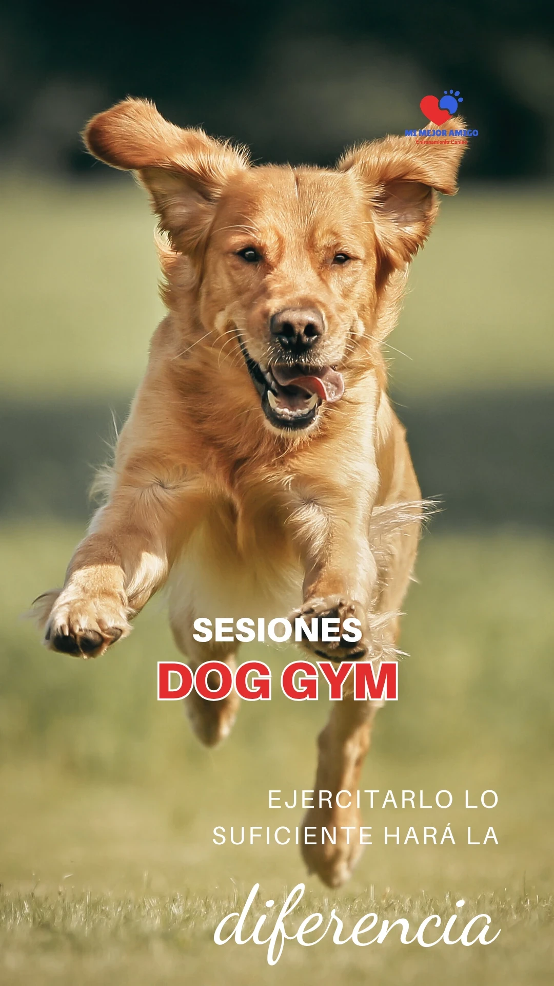 DOG GYM 