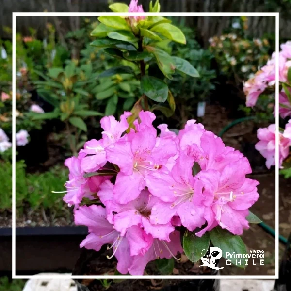 Azalea Rosada Simple