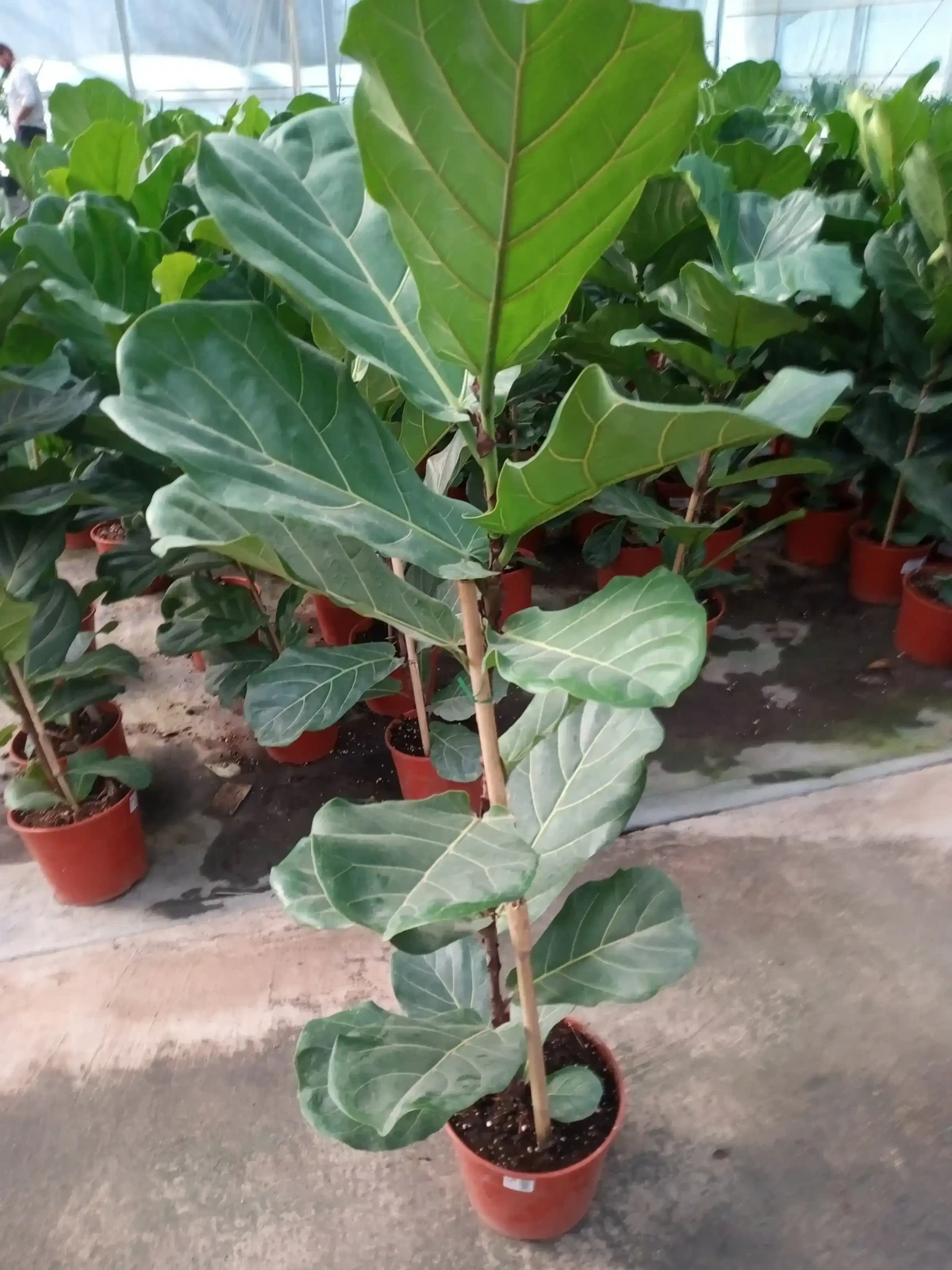 Ficus Pandurata  2