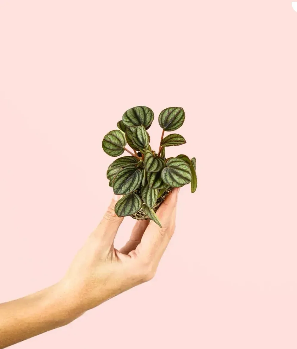 PEPEROMIA SANDIA