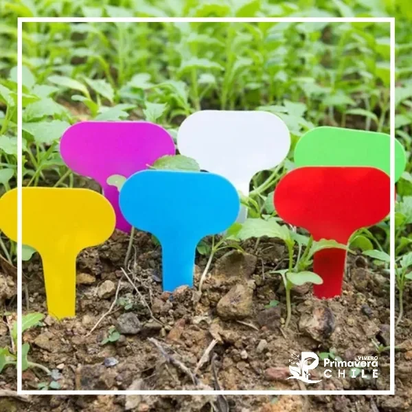 Pack 20 Etiquetas Plásticas en T