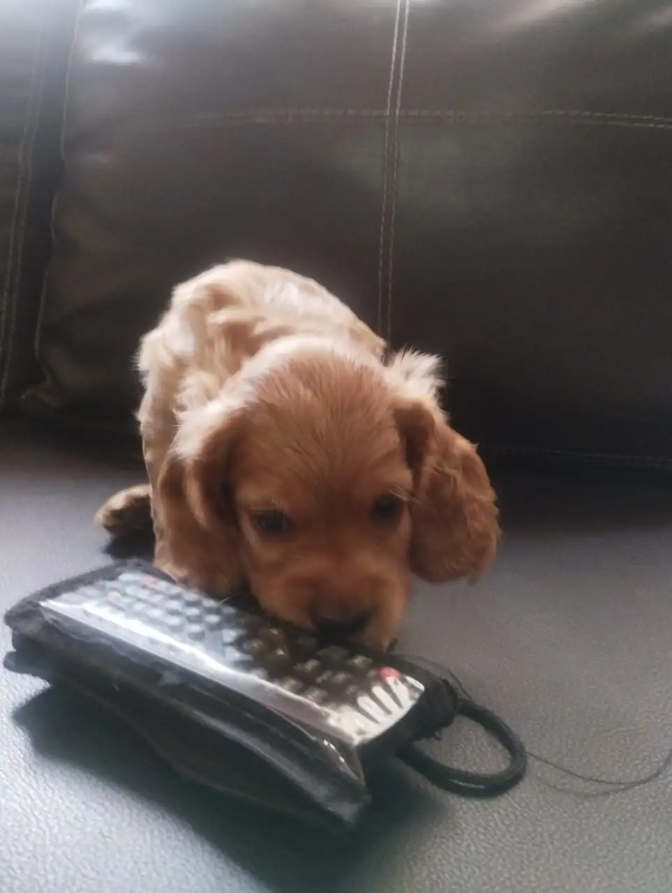 Cocker Spaniel 