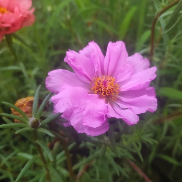 Portulaca 6