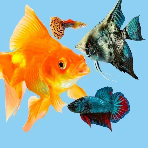 ACUARIO ACCESORIOS