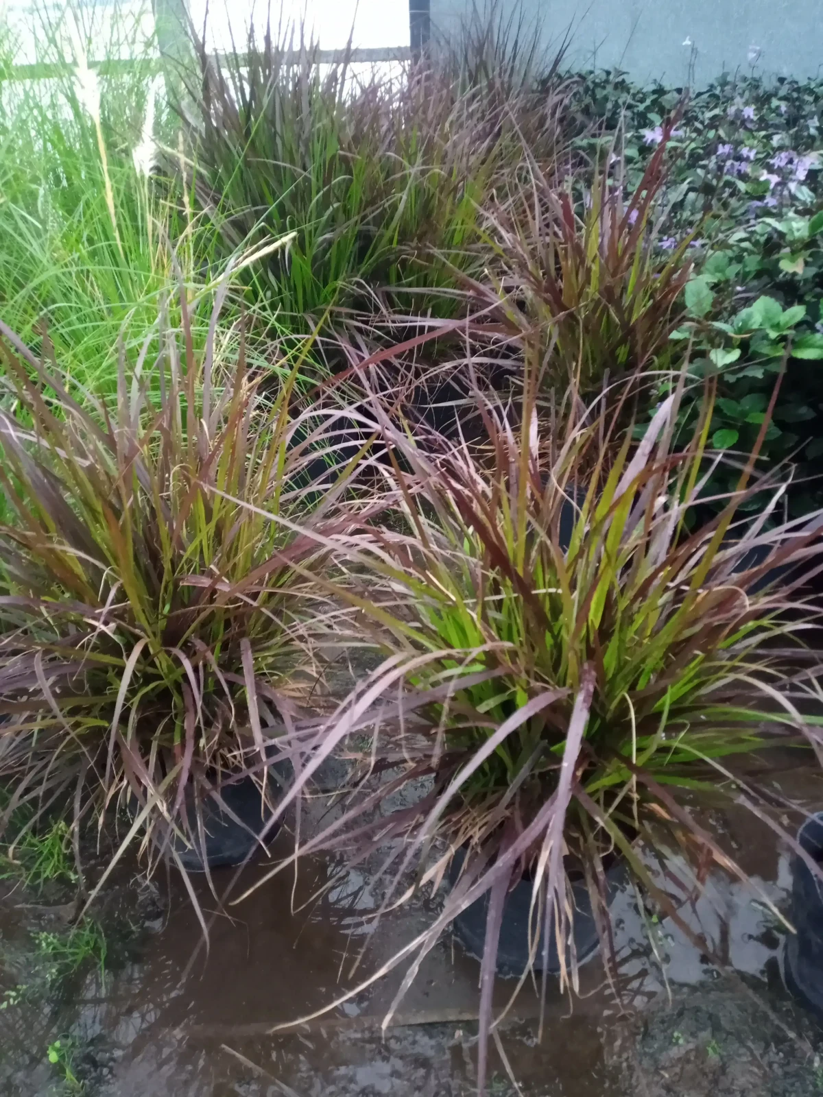 Penicetum rubra 2