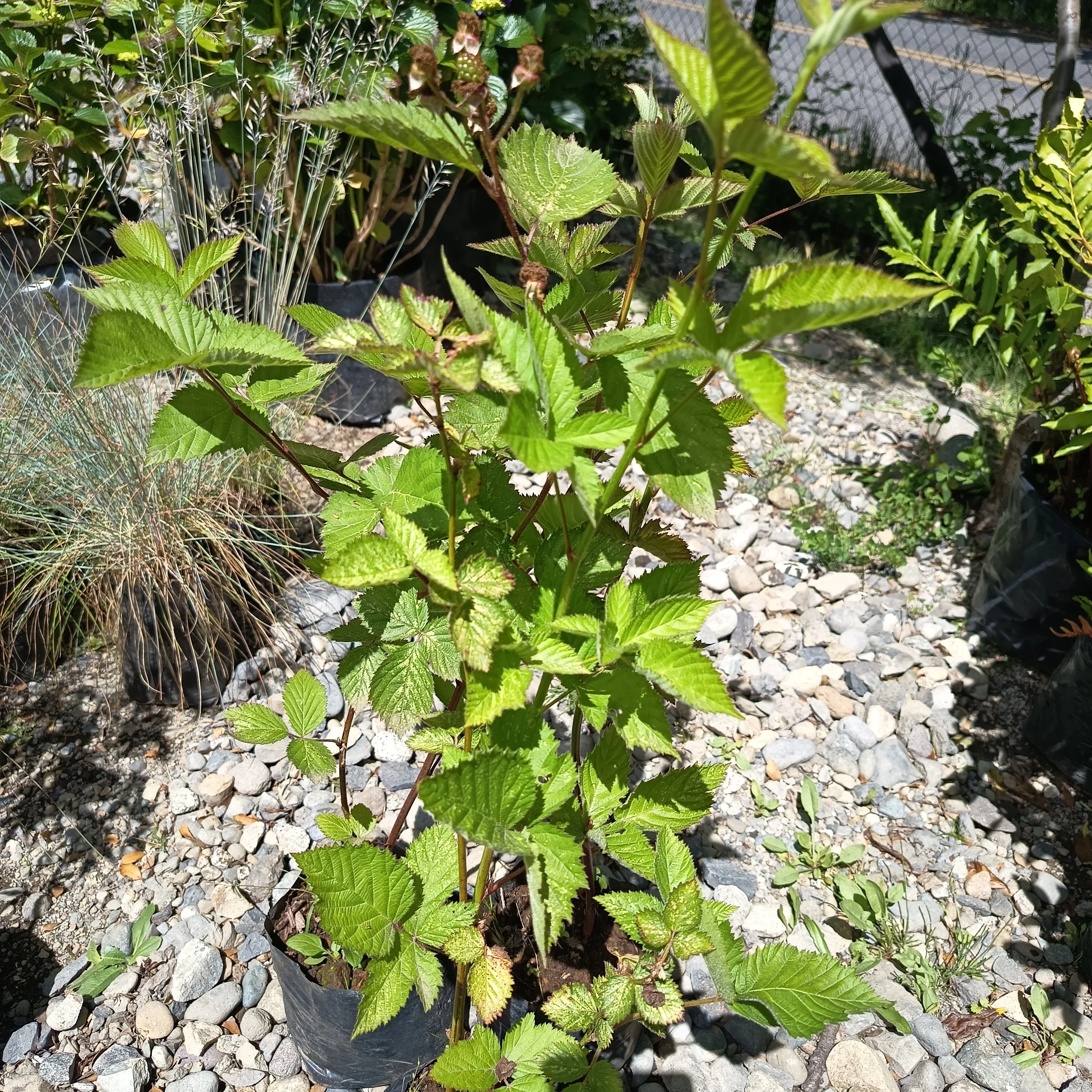 Morón Navajo (Rubus fruticosus 'Navaho')