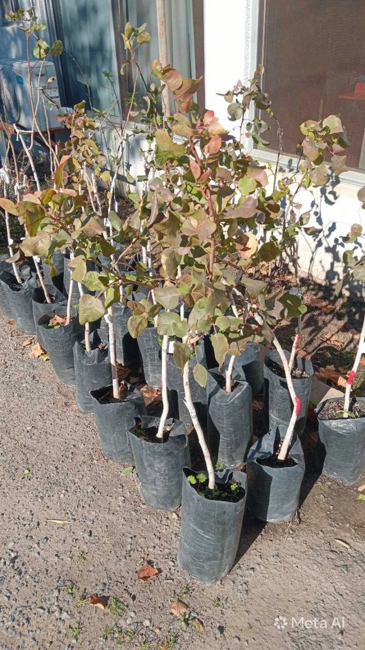Pistacho 2 plantas