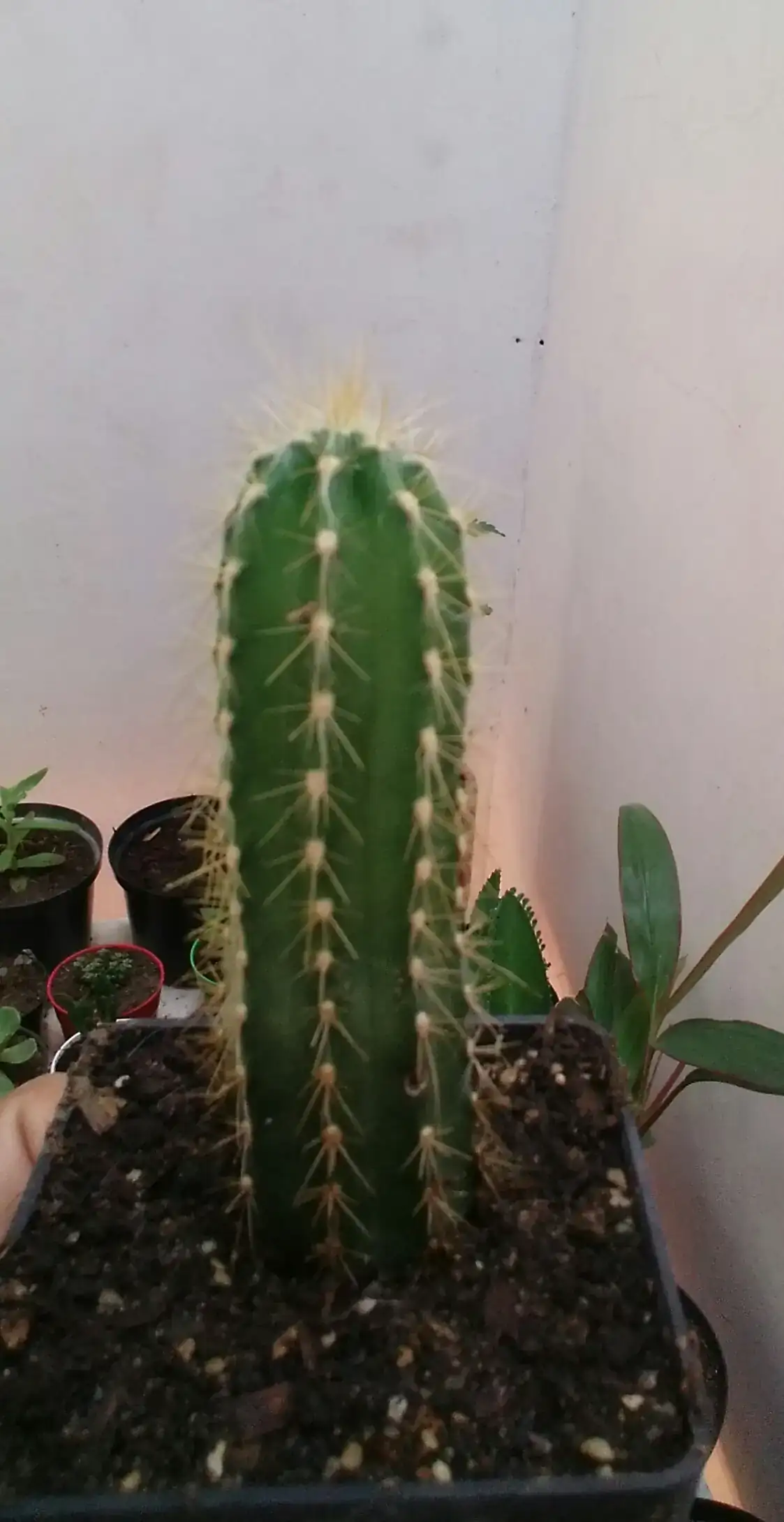 Echinopsis pachanoi