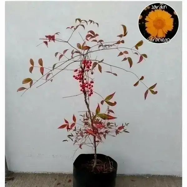 Nandina o Bambú Sagrado 4