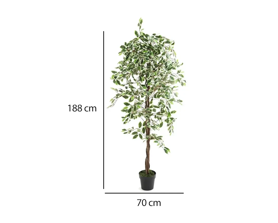 Planta Ficus Toscana 188cm altura 3