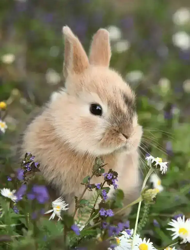 Conejo