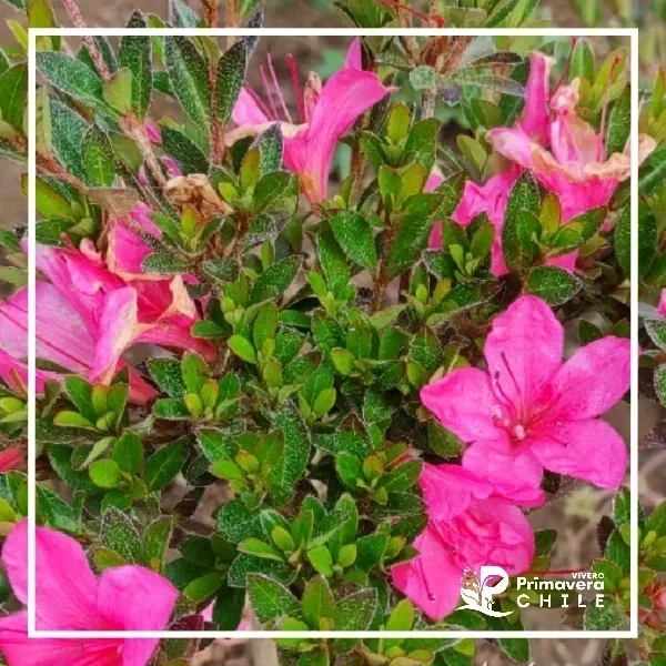 Azalea Rosada Simple Floración Tardía