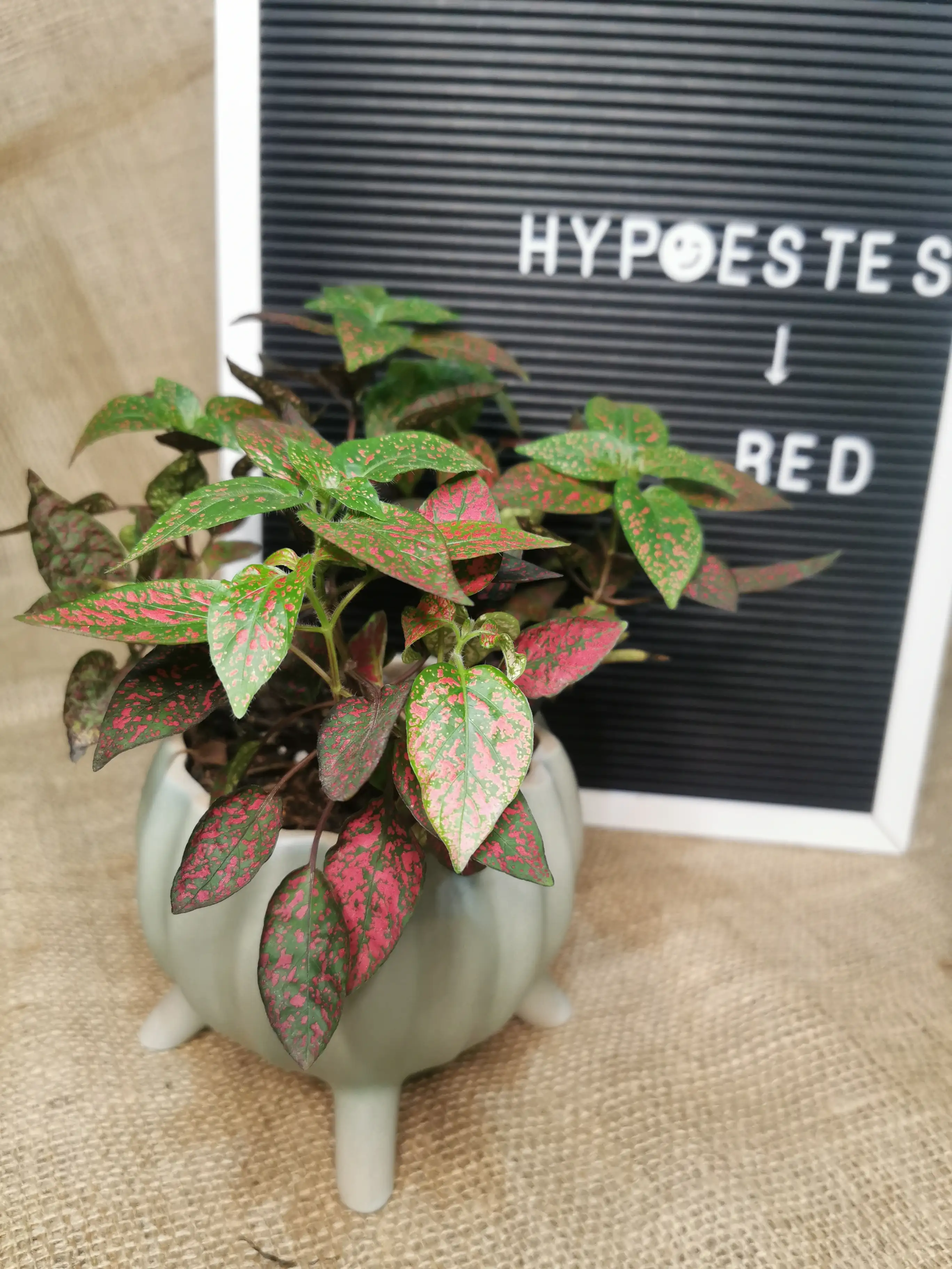 HYPOESTES ROJOS