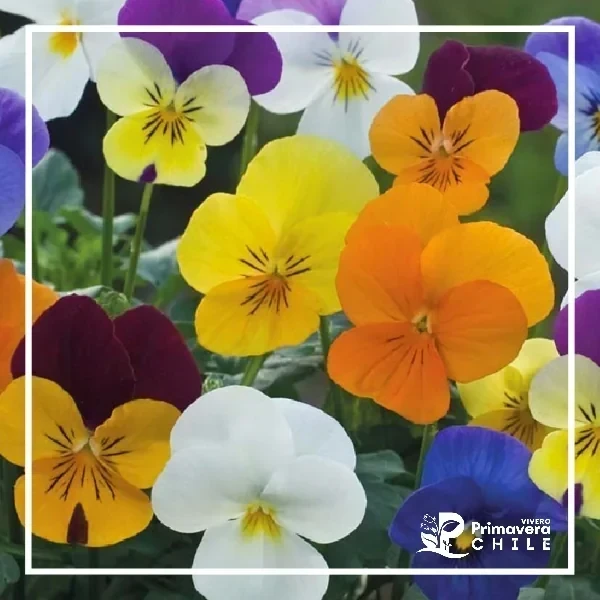 Semillas Viola Cornuta