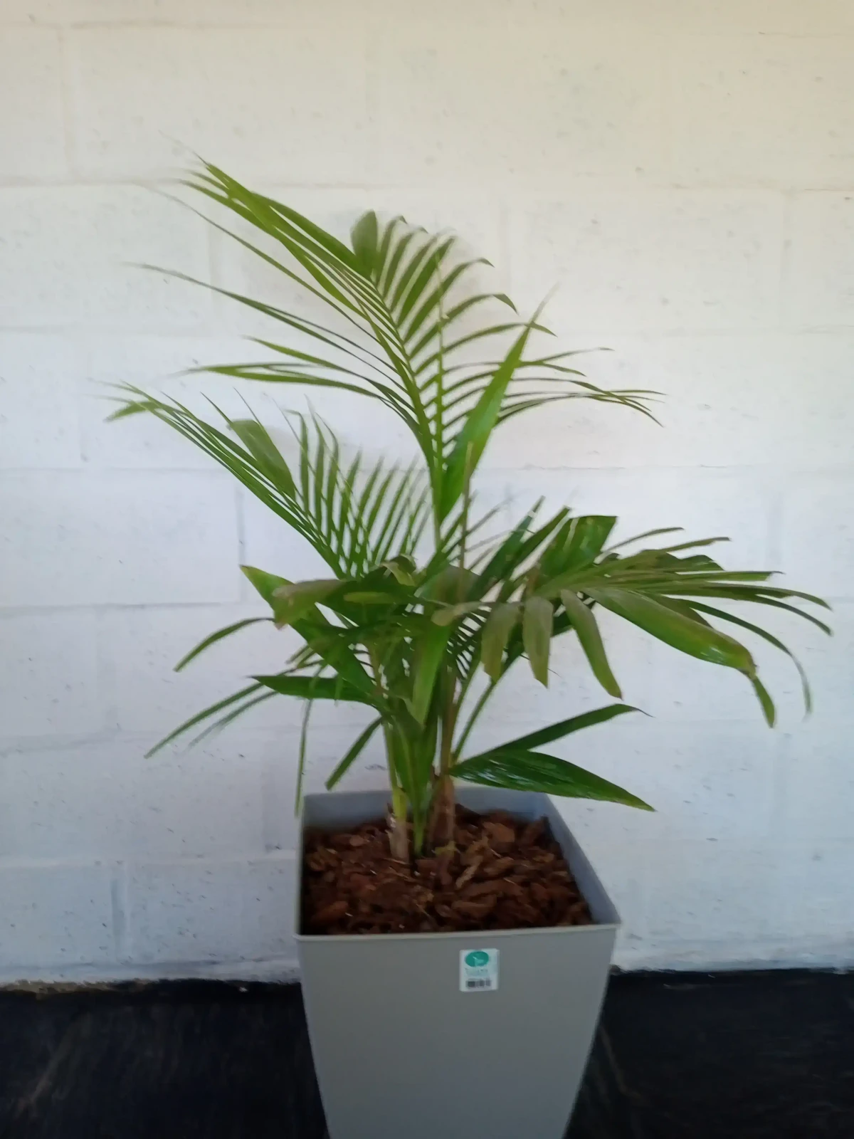 Palmera Seafortia en Maceta
