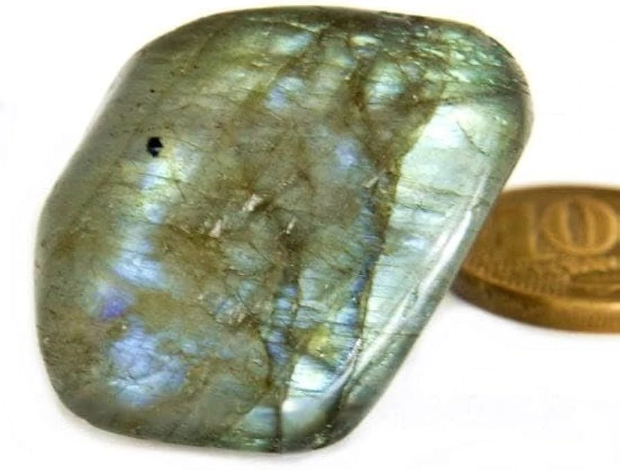 Labradoriata Rolada 