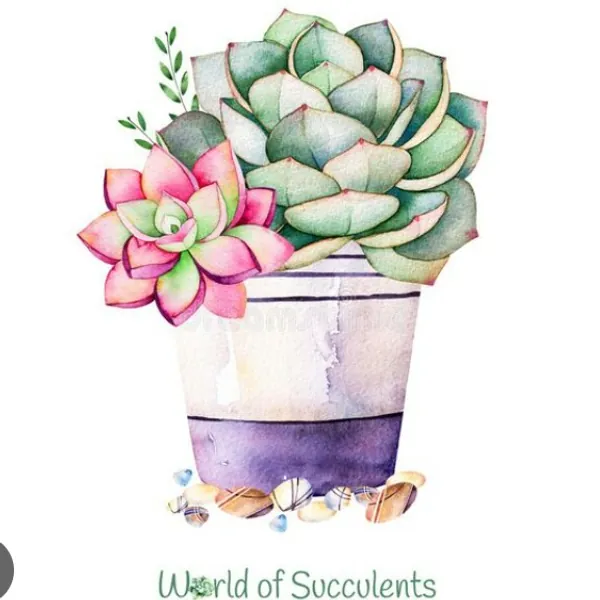 Suculentas