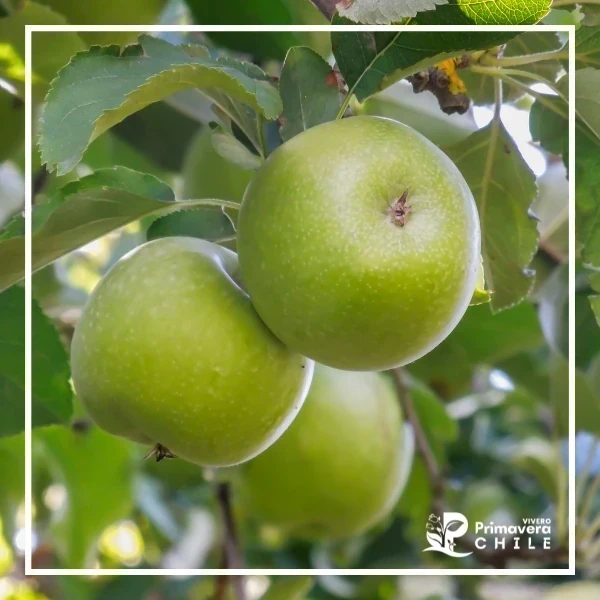 Manzano Granny Smith