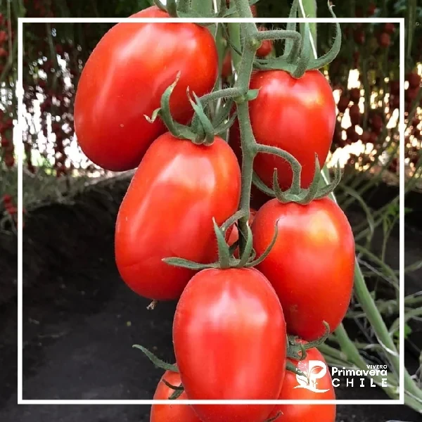 Semillas Tomate Roma