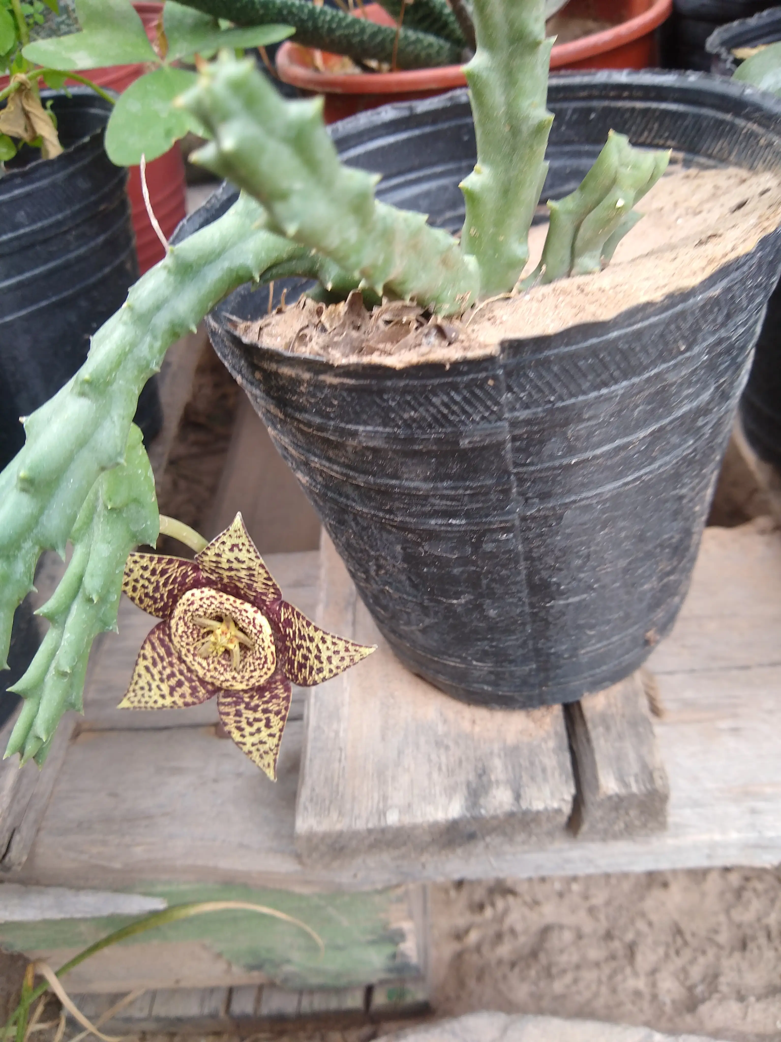 Flor de Dragon, Flor de Lagarto, Flor estrella (Orbea Variegata)