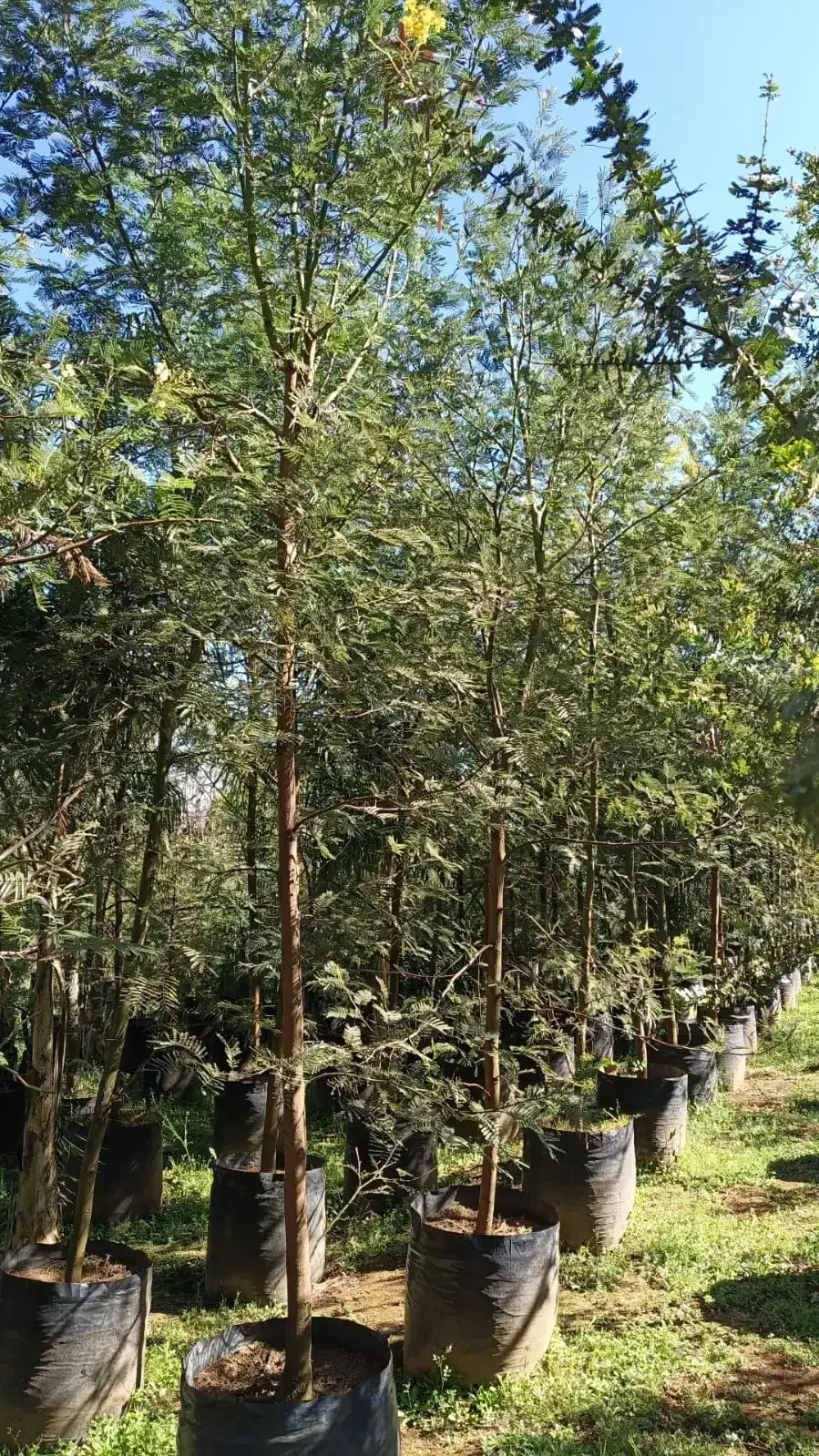 Acasia verde de 2"