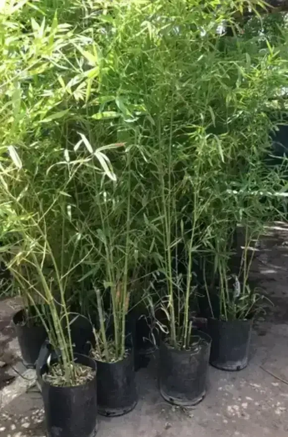 Planta Caña de Bambú  4
