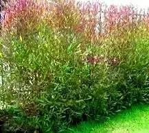 Stenocarpus 3