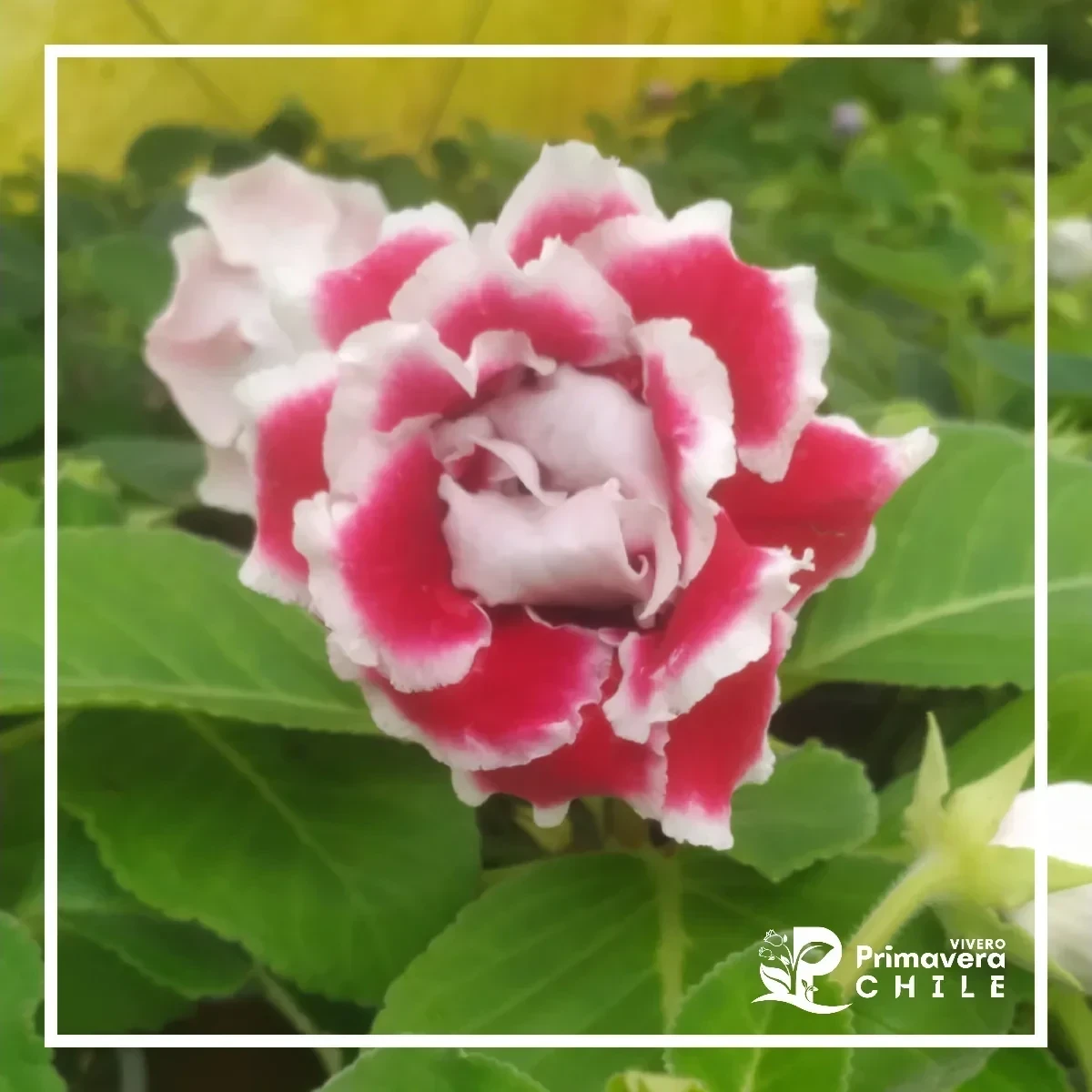 Gloxinia Brocade (Sinningia speciosa 'Brocade')&nbsp; 3