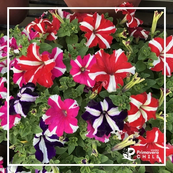 Petunia Tritunia