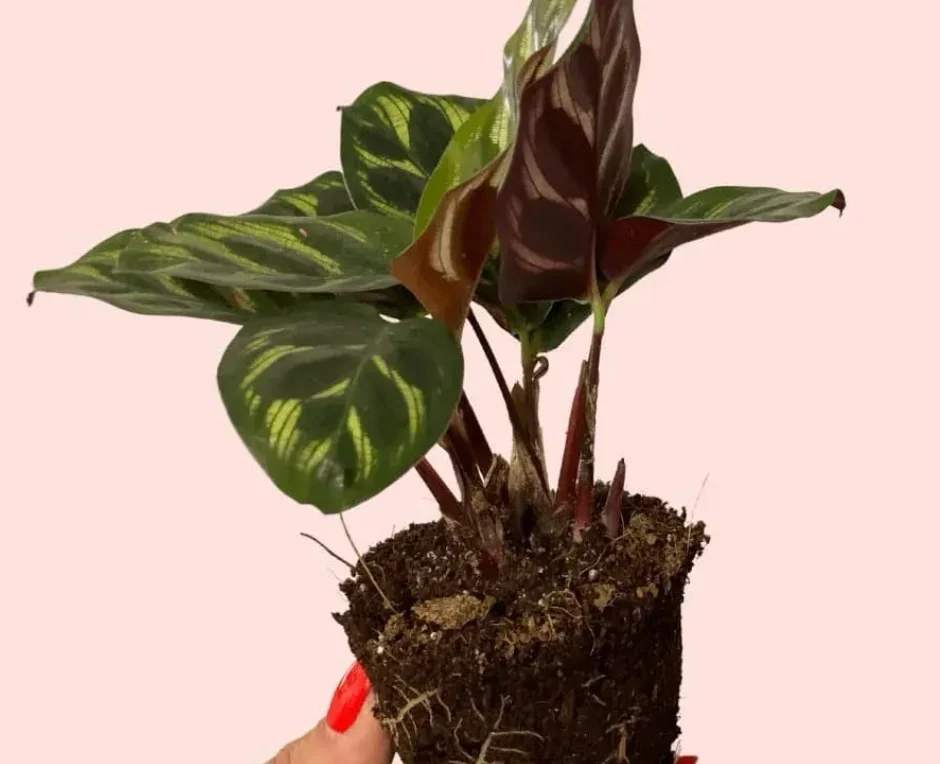 CALATHEA MAKOYANA 2