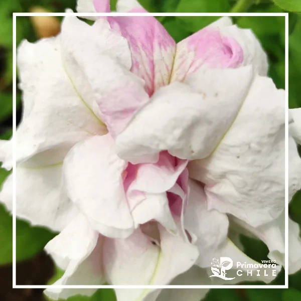Petunia Doble 2