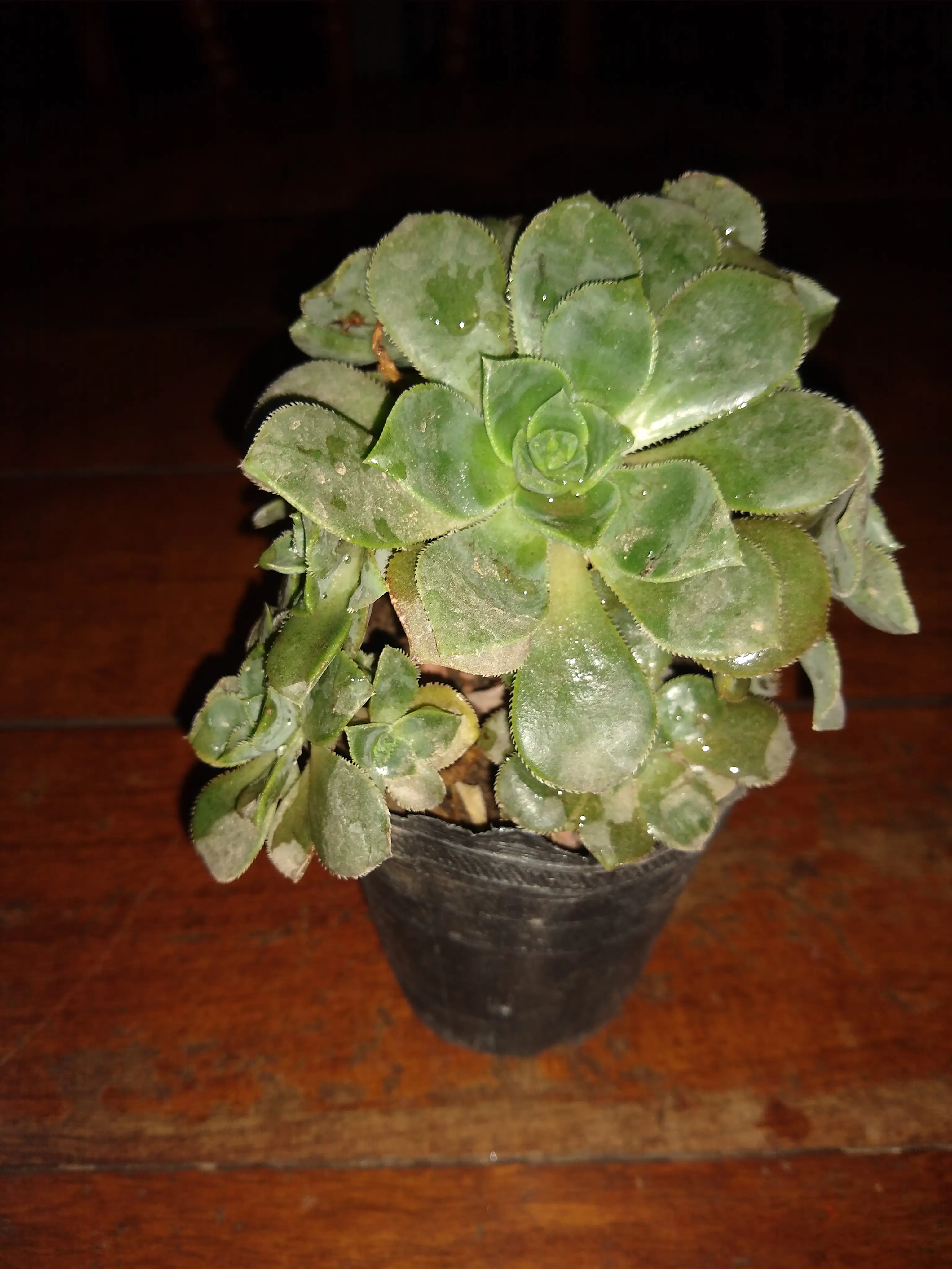 Aeonium Hawortii