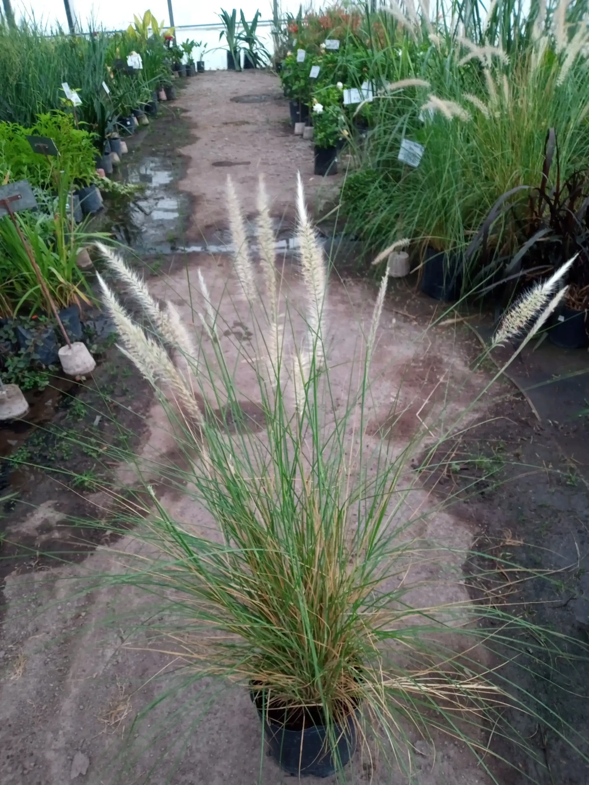 Penicetum rupelli verde