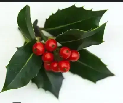 Muerdago navidad 