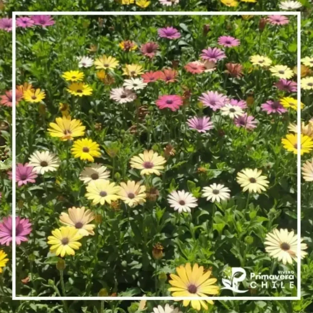 Osteospermum 2