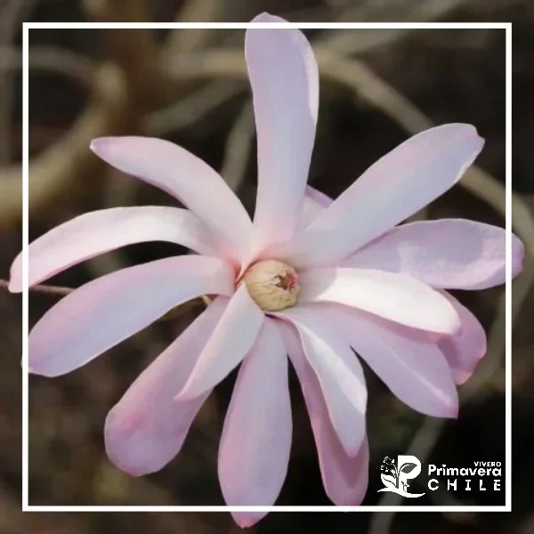 Magnolio Stellata  2
