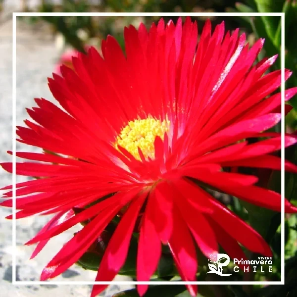 Rayito de Sol Colores (Lampranthus)