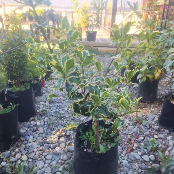 Muerdago Variegado 2