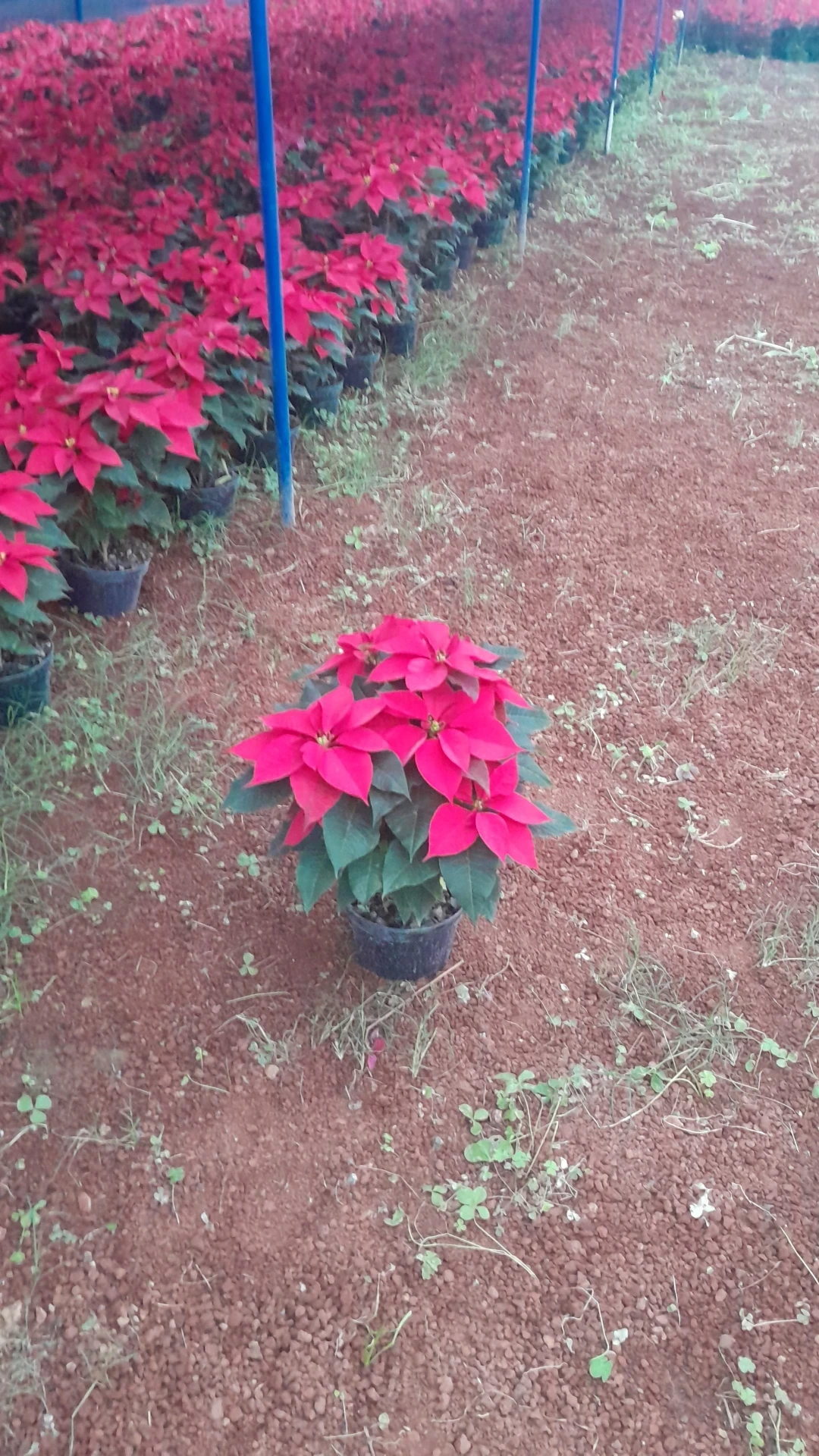 Nochebuena 5" roja